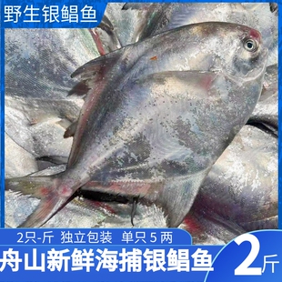 新鲜银鲳鱼 大白鲳 平鱼 鲜活冷冻 舟山海鲜2条/斤鲳鱼 2斤一份