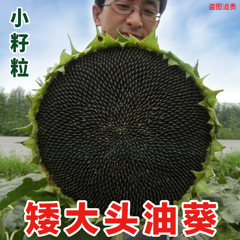 新萌矮大头油葵种子棵矮抗倒多产出油多榨油观赏向日葵种籽