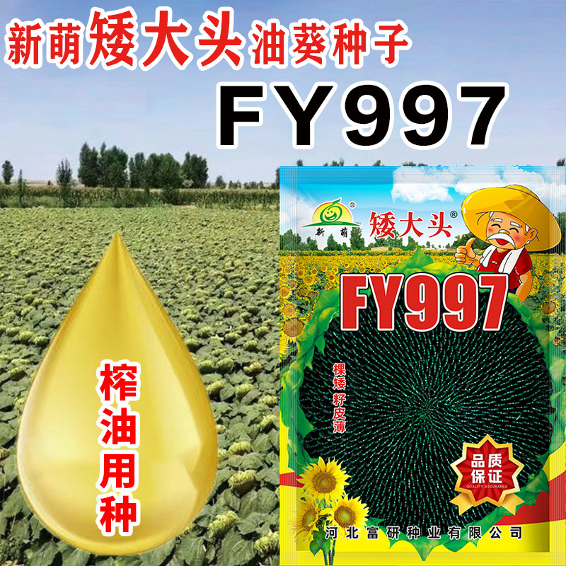 油葵种子矮大头三系杂交矮杆抗倒耐旱耐盐碱大田种植向日葵种子