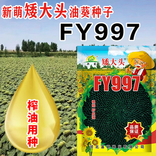 油葵种子矮大头三系杂交矮杆抗倒耐旱耐盐碱大田种植向日葵种子