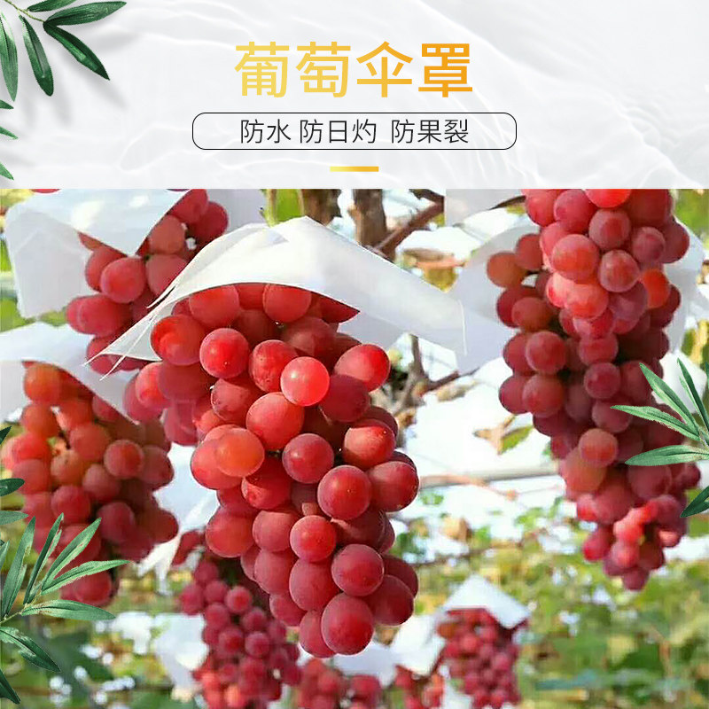 无籽马奶葡萄防日灼防水伞帽防水伞罩防裂果伞罩葡萄伞罩脆甜