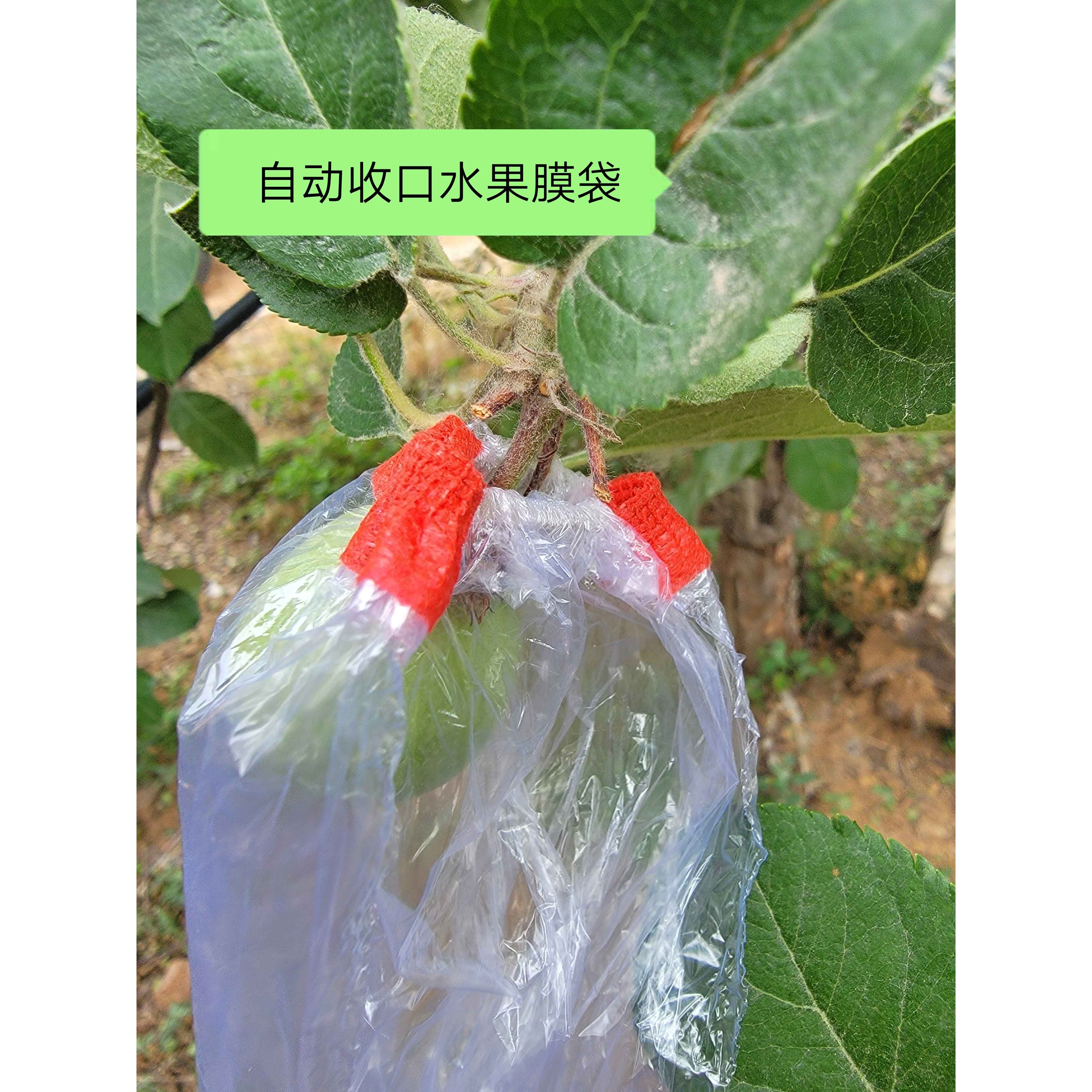 包邮自动收口水果套袋橡皮筋苹果梨桃套袋膜袋自动收口苹果套袋