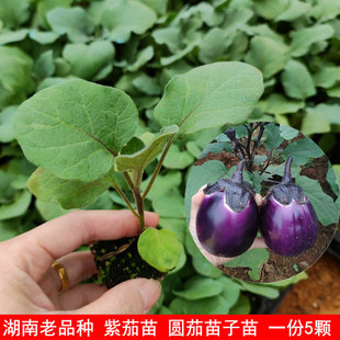 2026年春季 湖南茄子苗 紫色圆茄子苗 老品种口味 樟树港土茄子苗