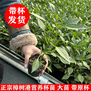 2025年春 正宗湖南湘阴 樟树港辣椒苗 露天苗 营养杯苗 大苗壮苗