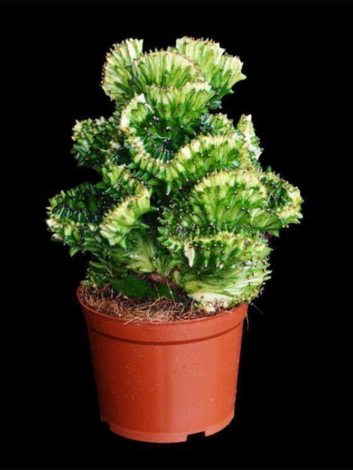 玉麒麟彩麒麟盆栽花卉多肉植物仙人掌植物防辐射办公室客厅阳台