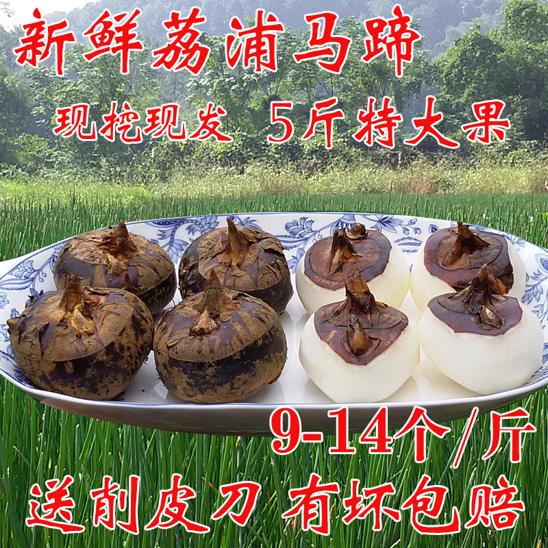 广西荔浦马蹄【特大果5斤】荸荠地栗桂林特产蔬菜水果新鲜包邮,水产肉类/新鲜蔬果/熟食,荸荠/马蹄,淘宝优惠券,粉丝福利购,淘宝优惠卷