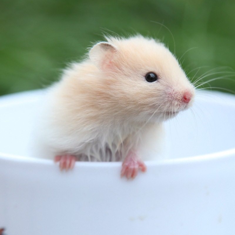 江苏小仓鼠三线布丁紫仓银狐金丝熊活物稀有长毛熊运输养殖场,宠物/宠物食品及用品,玩具/造景装饰,淘宝优惠券,粉丝福利购,淘宝优惠卷