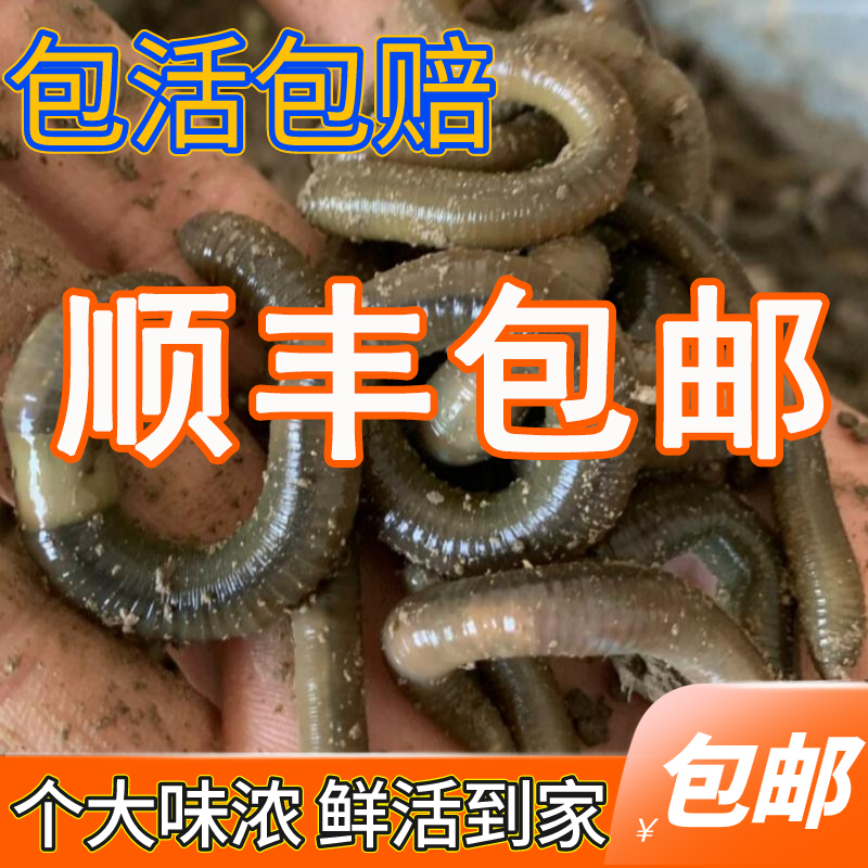 鲜活特大活体钓黄鳝臭蚯蚓