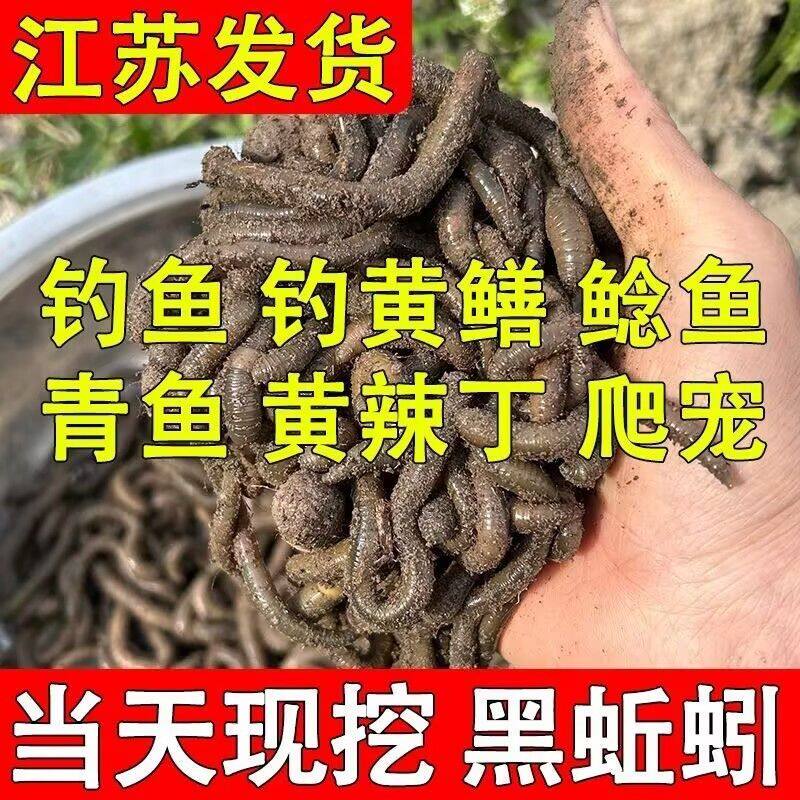 活体青蚯蚓大黑蚯蚓臭蚯蚓灰蚯蚓土蚯蚓鱼饵鲜活蚯蚓黄鳝诱饵活铒