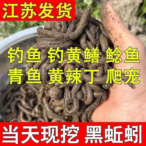 活体鱼饵黄鳝诱饵青黑蚯蚓