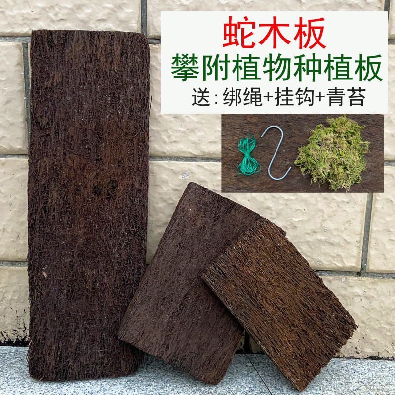 蛇木板石斛蝴蝶兰空气凤梨介质蛇木屑蛇木盆蛇木柱兰花附生植物.