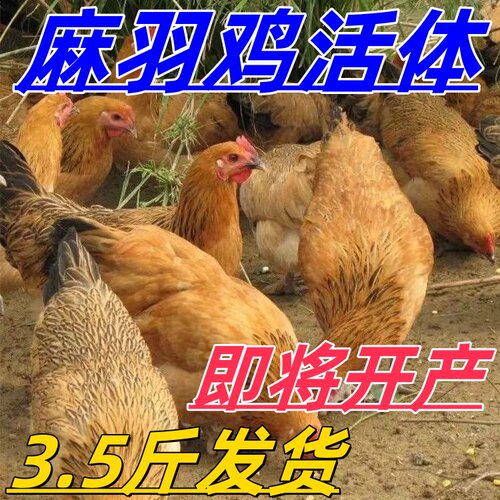 散养4斤麻羽鸡活鸡绿壳蛋鸡产蛋王清远鸡青年鸡蛋黄土鸡活鸡麻羽