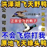 洪泽湖飞天野鸭活体会飞的鸭子飞天鸭活体斑嘴鸭活体绿头野鸭活体