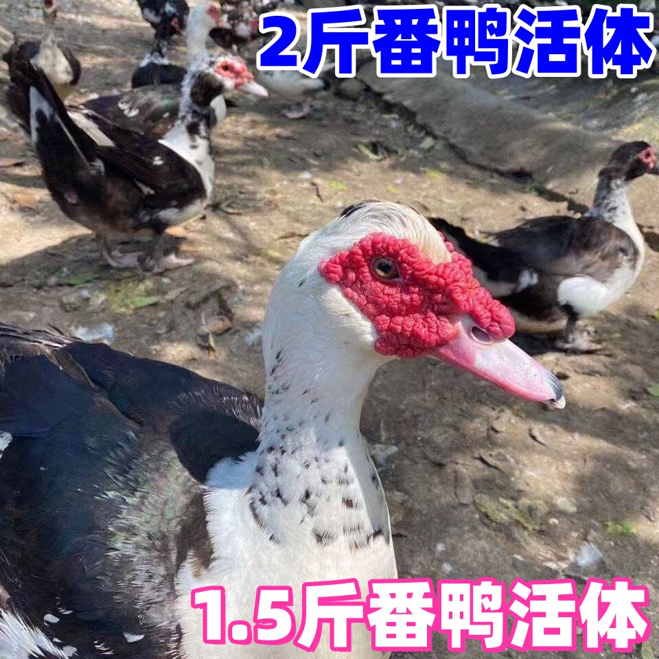 1斤半番鸭活体2斤番鸭1.5斤火鸭