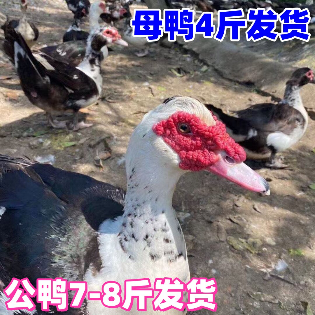 4斤半番鸭活体3斤番鸭8斤番鸭非洲眼火鸭活体鸳鸯鸭木鸭藤子鸭7斤
