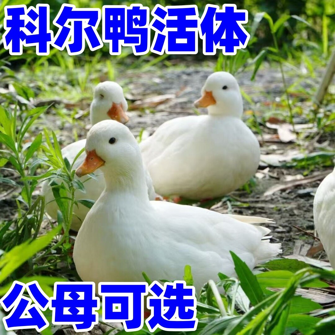 正宗成年鸭柯尔鸭s级鸭苗正品柯宠物鸭