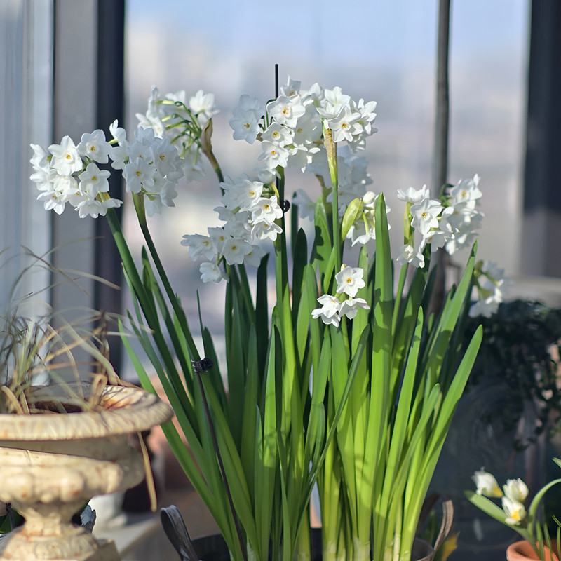 利尤纸白重瓣纸白洋水仙种球进口