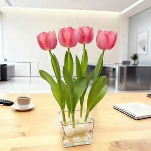 秋冬花卉风信子耐寒新手 进口种球四季 郁金香水培套装 带定植篮新款