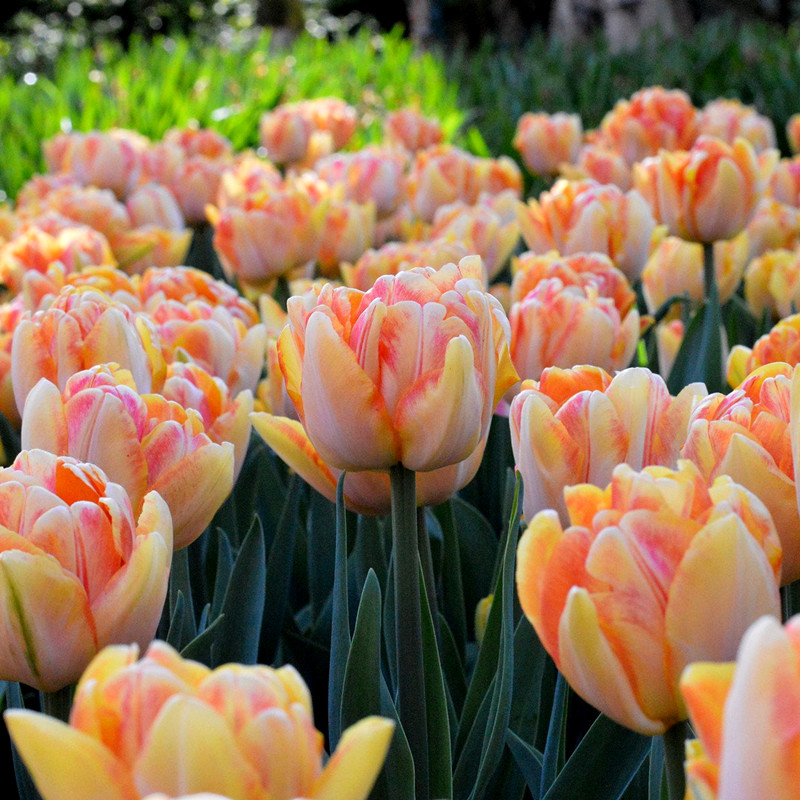 10年老店郁金香重瓣鹦鹉特殊种类