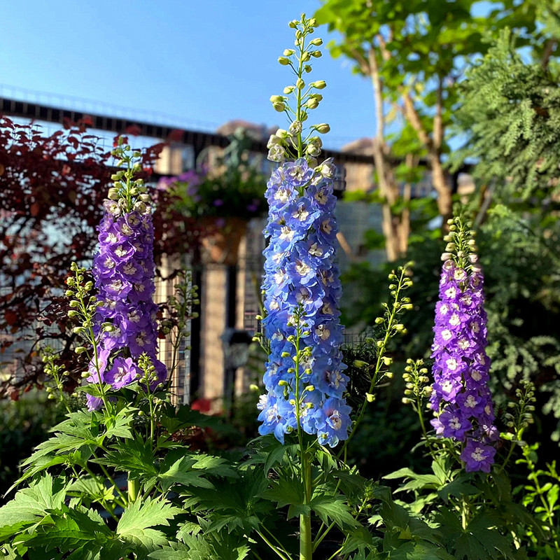 春秋播种重瓣大花飞燕草种子花卉