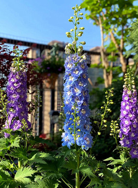 重瓣大花飞燕草种子四季种易活复瓣多年生耐寒花坛盆栽春秋季播籽