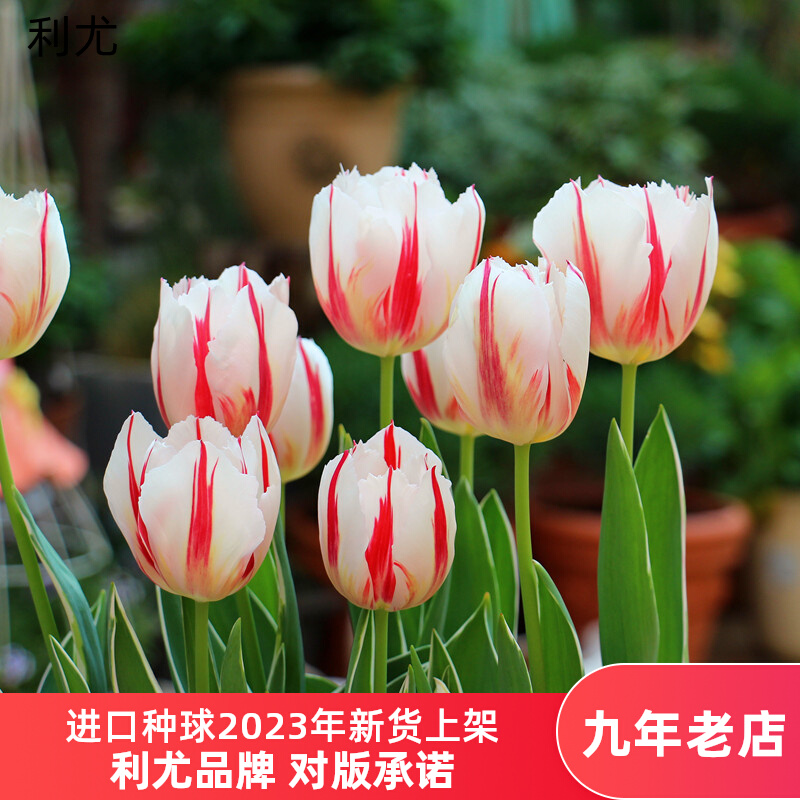 利尤10颗郁金香种球进口球秋冬耐寒花卉盆栽四季土水培种子风信子