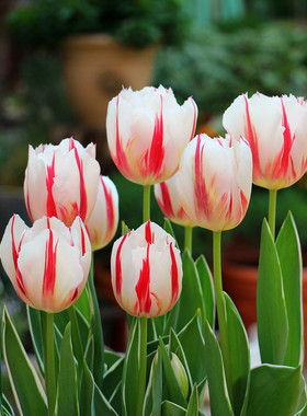 利尤10颗郁金香种球5度球花卉秋冬春耐寒盆栽地栽四季土水培种子