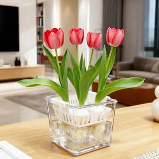 秋冬花卉风信子耐寒 方圆自然球大种球四季 新款 4颗郁金香水培套装