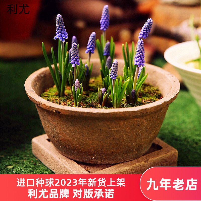 5颗葡萄风信子种球 土水培盆栽花卉种子植物四季进口风信子香百合