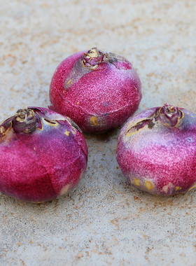 荷兰进口风信子种球3颗 冬季盆栽土培水培四季耐寒大球花卉绿植花