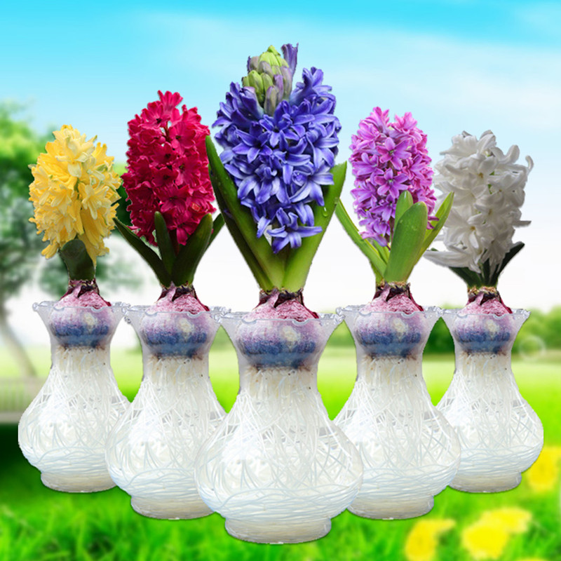 风信子水培塑料瓶玻璃瓶套装耐寒