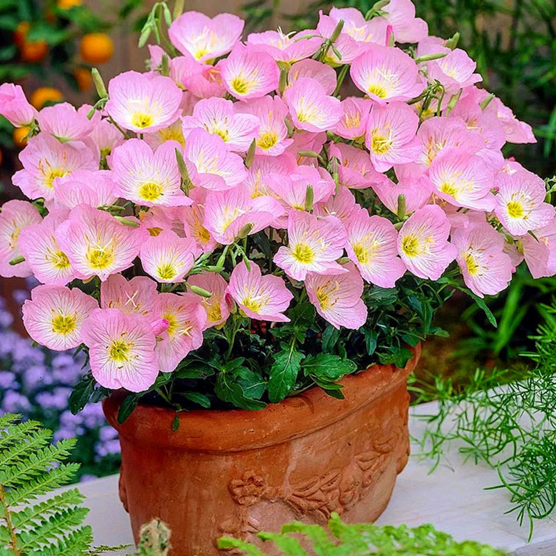 春秋播种月见草种子新手宿根花卉