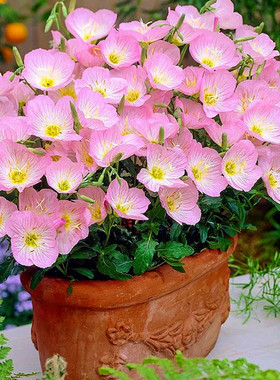 美丽月见草种子秋季播籽宿根花卉四季种易活多年生花坛盆栽阳台春