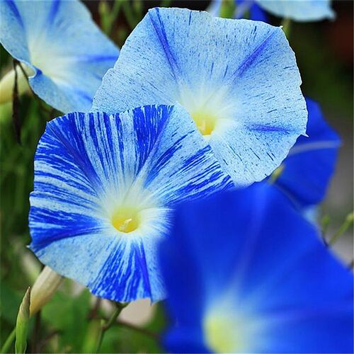矮牵牛花价格 矮牵牛花图片 星期三