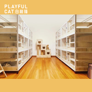 白相猫 | 上猫里上海家庭式猫咪寄养服务节假日装修旅游宠物寄养
