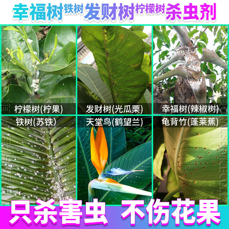 幸福树发财树柠檬树铁树天堂鸟巴西木龟背竹绿植物打灭除杀虫剂药
