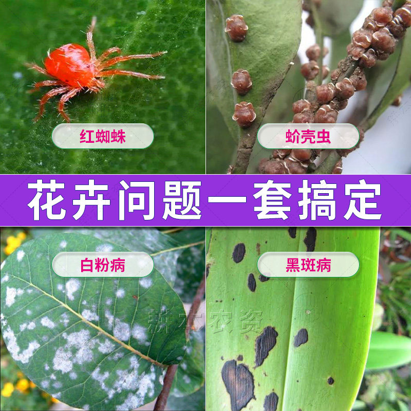 花卉病虫害常用药套装蚜虫红蜘蛛蚧壳虫杀虫剂黑斑病白粉病专用药