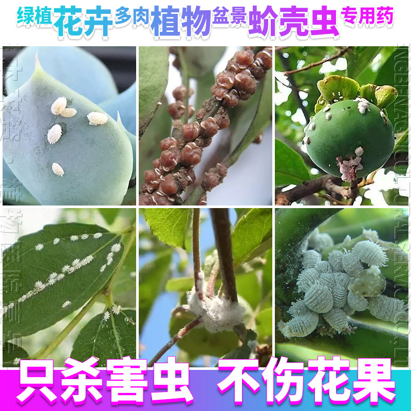 多肉花卉绿植物介蚧壳虫杀虫剂药