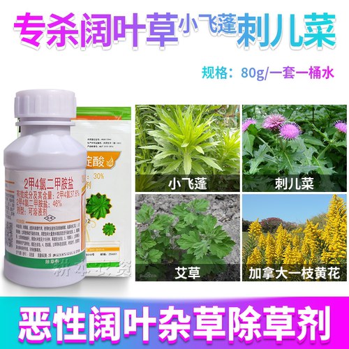 小飞蓬刺儿菜苜蓿三叶草一枝花