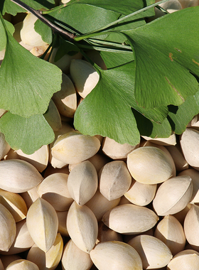 2025年新鲜银杏果 白果优质大颗粒5斤装 邳州特产送开果器和食谱