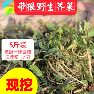 荠菜野菜新鲜包邮带根野生现挖现卖地菜蔬菜邳州饺子包子馅1件5斤