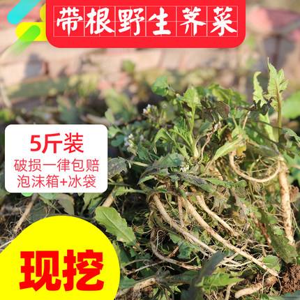 荠菜野菜新鲜包邮带根野生现挖现卖地菜蔬菜邳州饺子包子馅1件5斤