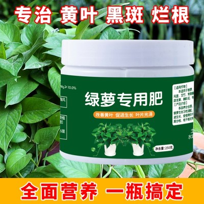 绿萝盆栽室内花卉植物吸除甲醛绿植水培好养长藤垂吊大叶绿箩批发