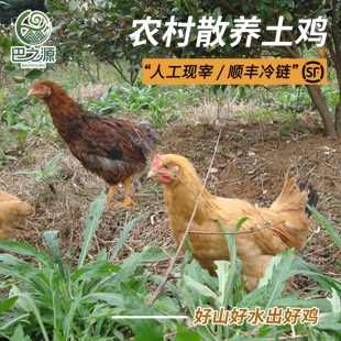 农村散养土鸡公母整鸡现宰跑山走地黄油鸡土乌鸡人工现宰顺丰冷链
