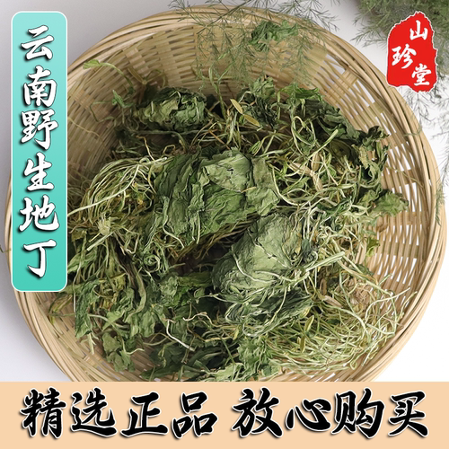 云南野生地丁紫花地丁