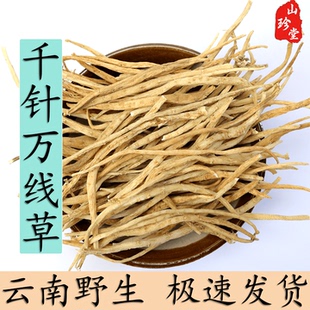 千针万线草中药材 麦参 云南繁缕根 千根万线草 筋骨草 大鹅肠菜