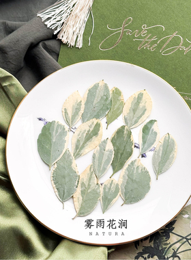 油画质感绿色树叶标本金边叶押花ins高级感diy请柬创意礼物书签