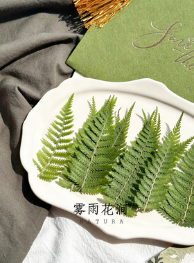 猴腿蕨干花绿色天然植物标本手账押花装饰画清新滴胶手机壳素材