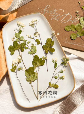 唐松芽植物标本押花干花相框diy手机壳滴胶压花材料创意请柬手账