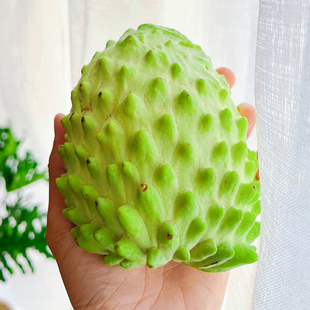 四川攀枝花新鲜应季水果释迦果番荔枝热带台湾牛奶凤梨整箱5斤3斤